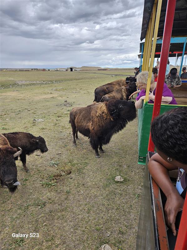 Buffalo Reserve near Loveland RV Resort Colorado