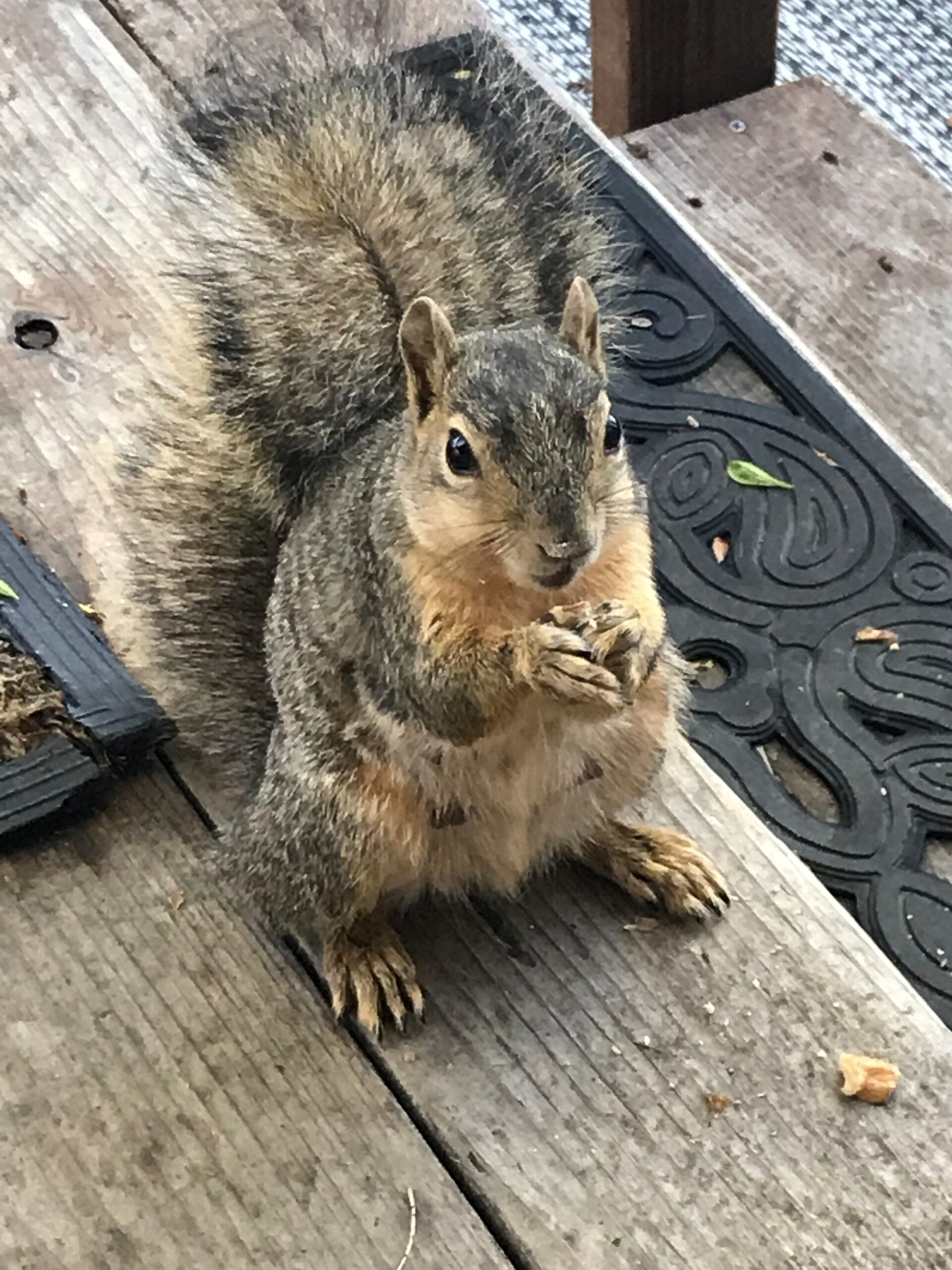 Friendly squirrel at Loveland RV Resort Colorado
