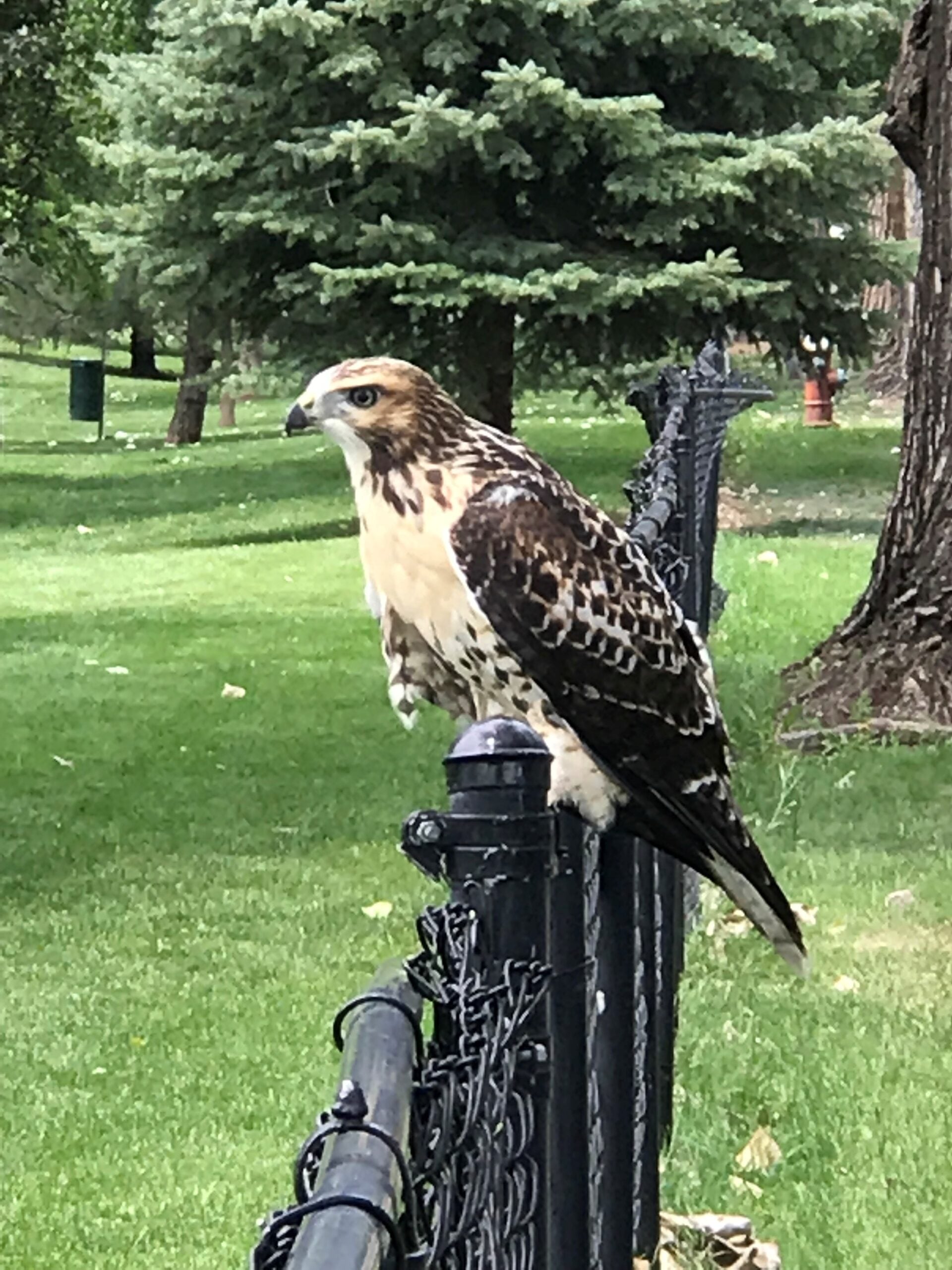 Hawk wildlife near Loveland RV Resort Colorado