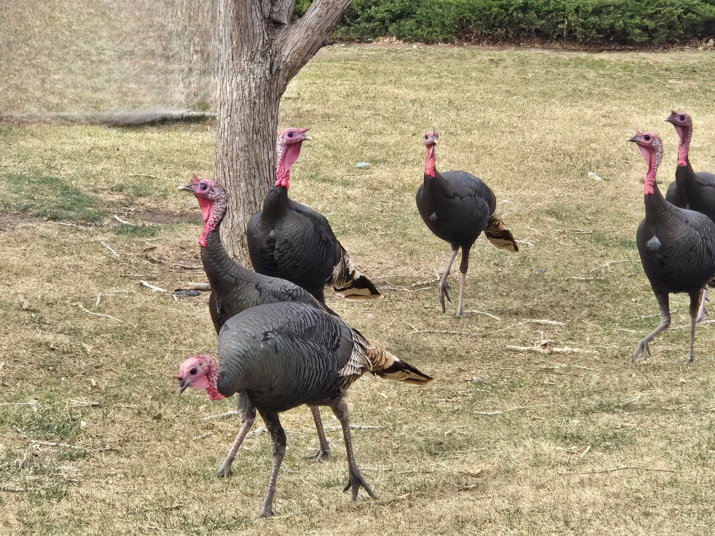 Wild turkeys at Loveland RV Resort Colorado