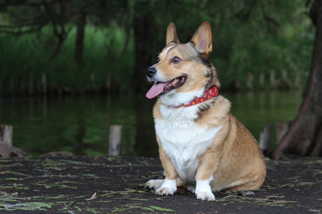 Dog wearing a red collar sitting outdoors during a pet-friendly RV camping trip