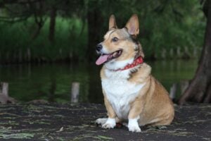 Dog wearing a red collar sitting outdoors during a pet-friendly RV camping trip
